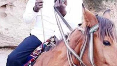 ابارهيم الضي